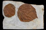 Two Detailed Fossil Leaves (Zizyphoides & Davidia) - Montana #76934-1
